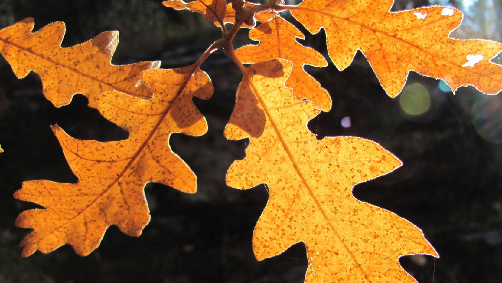 Tucson weather: Autumn officially begins today
